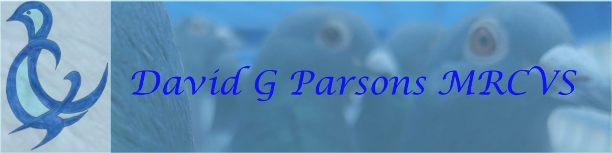 Pigeon Vet – David G Parsons